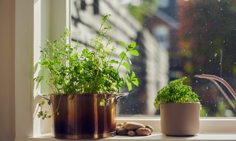 Potted herbs on a windowsill