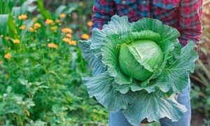 Person holding cabbage in garden