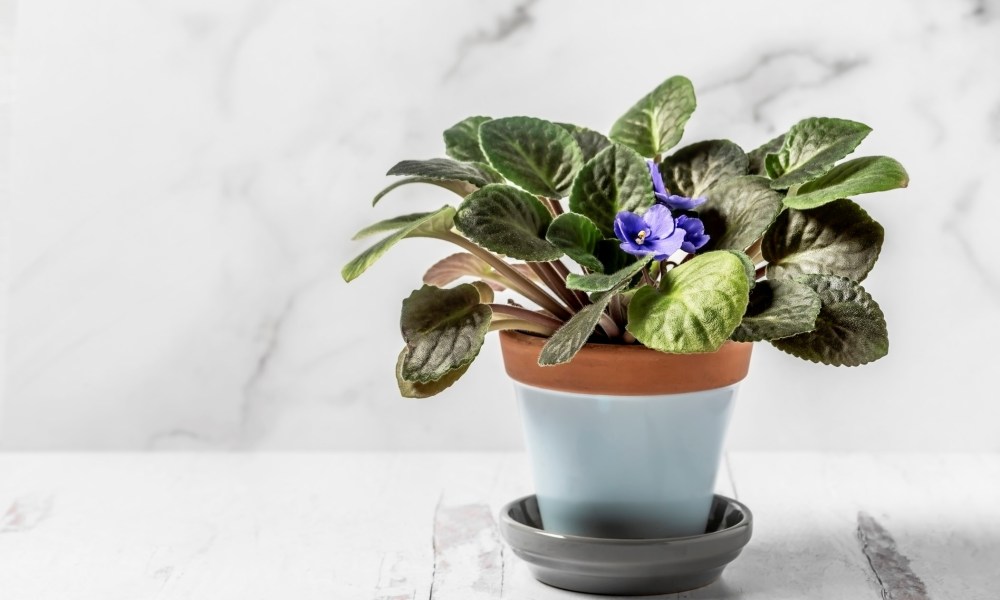 A blue African violet plant in a white and brown flower pot, on a white table in front of a white wall