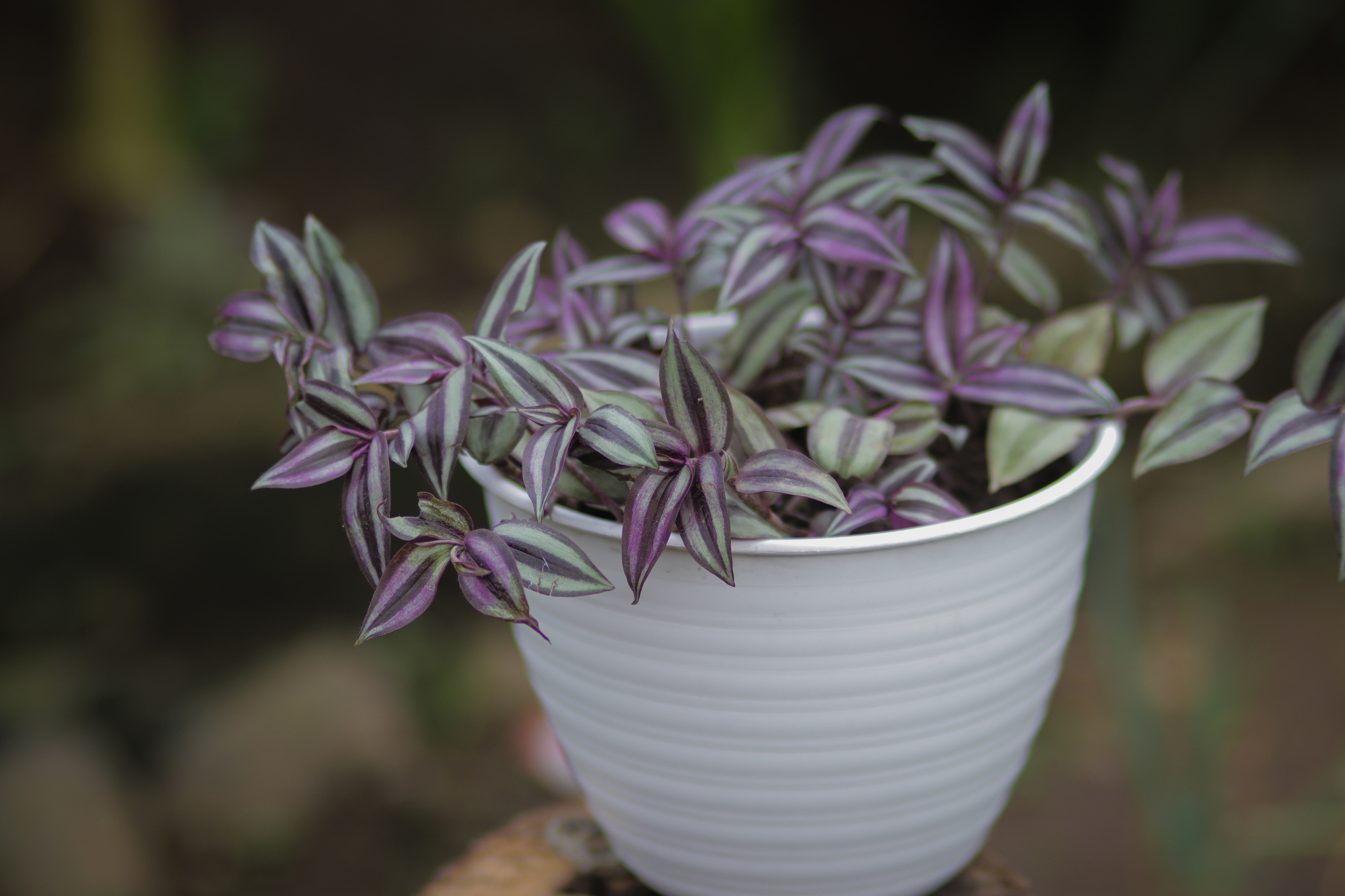 Tradescantia Zebrina Plant Care: Best Practices | HappySprout