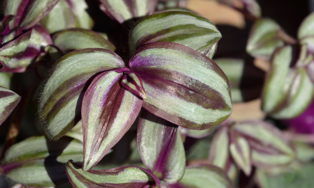 Purple and green zebrina leaves