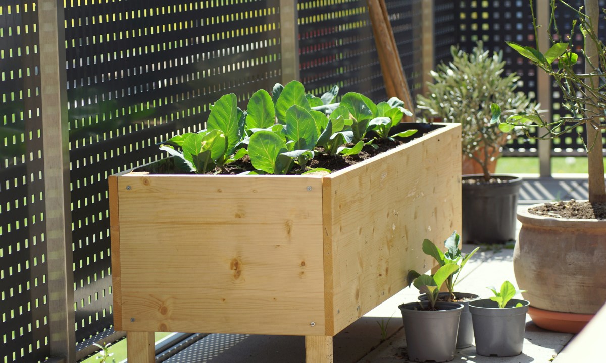 A small raised garden bed with legs, planted with green, leafy plants.