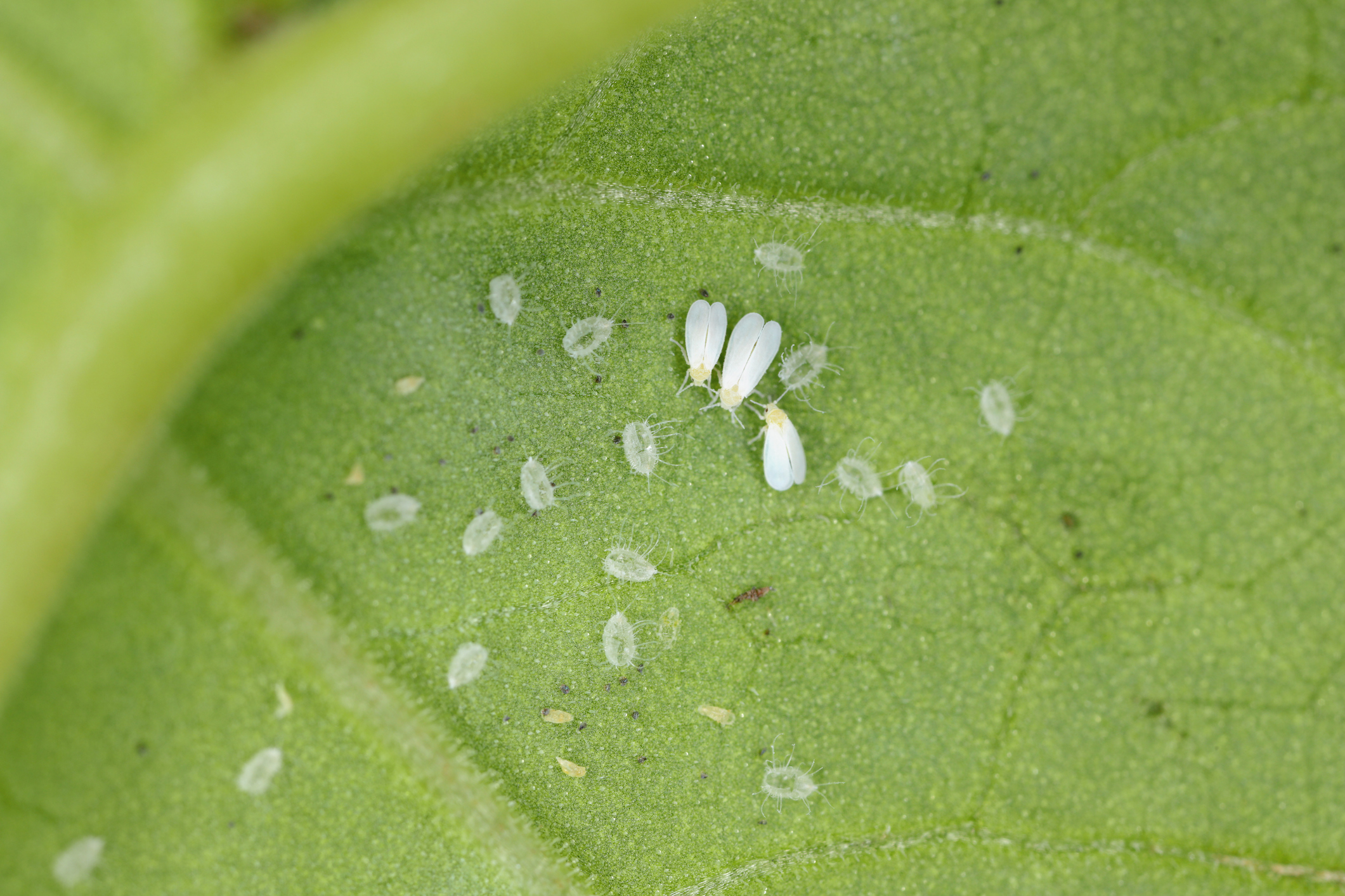 How to Get Rid of Whiteflies HappySprout