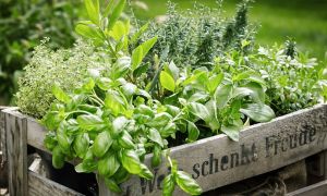 A crate full of harvested herbs