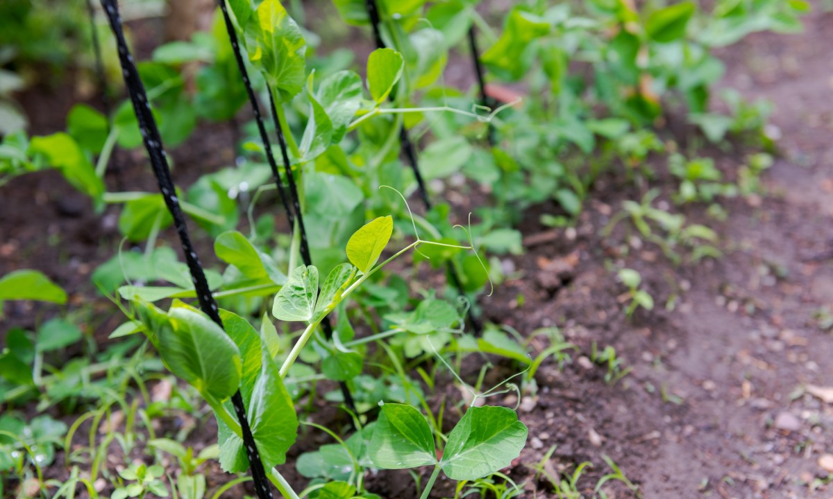 Snap peas in garden