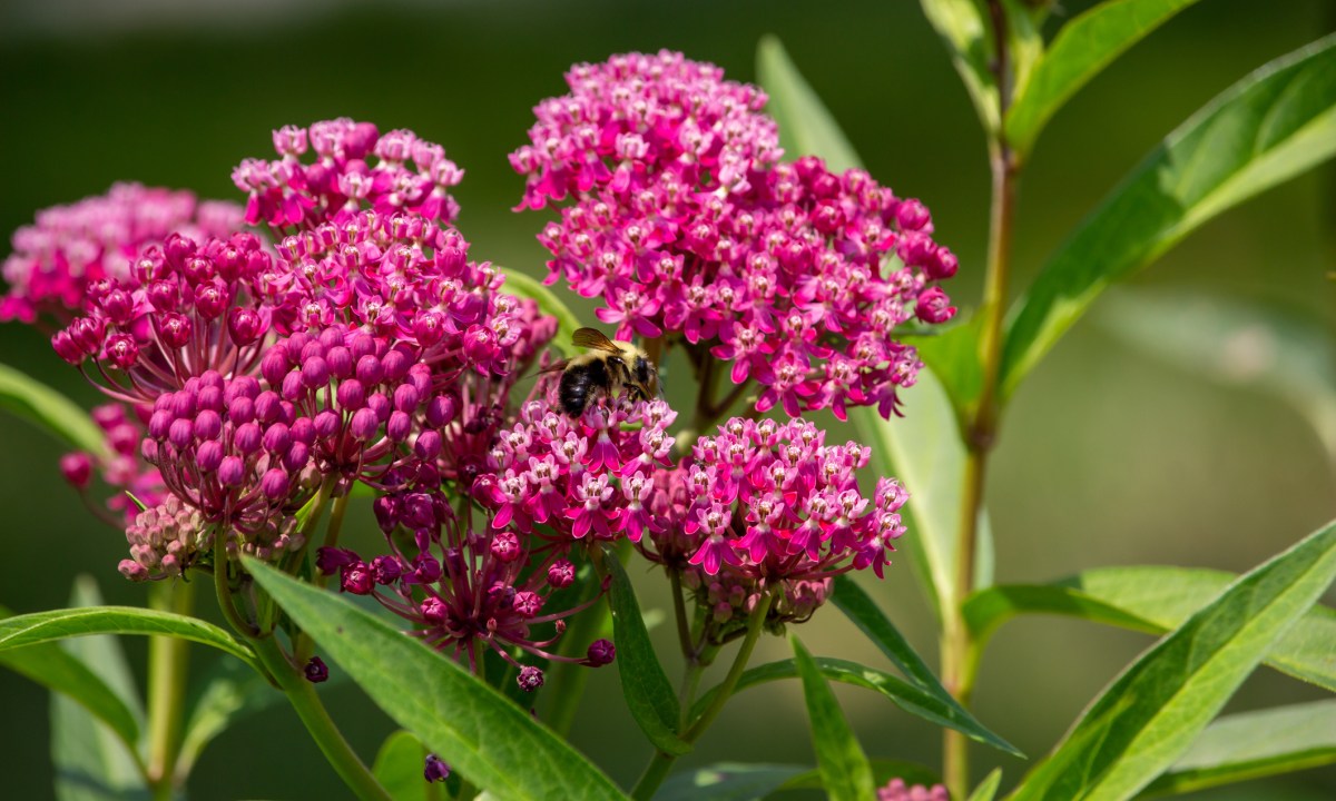 Swamp milkweed