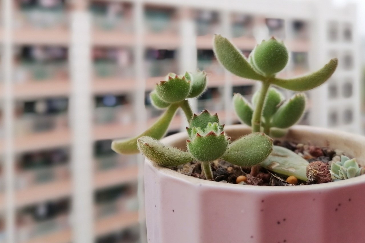 bear paw succulent care guide