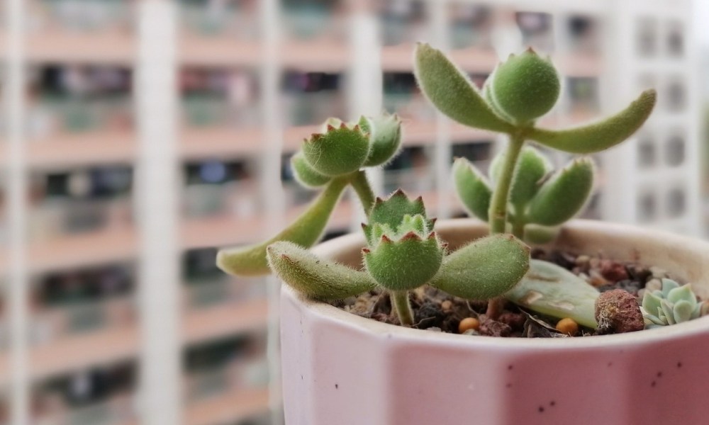 A small bear paw succulent in a pink pot by a window