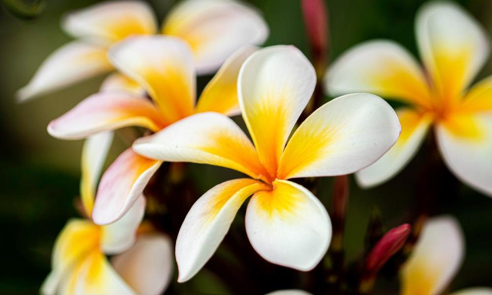 Plumeria plants with white petals and yellow centers