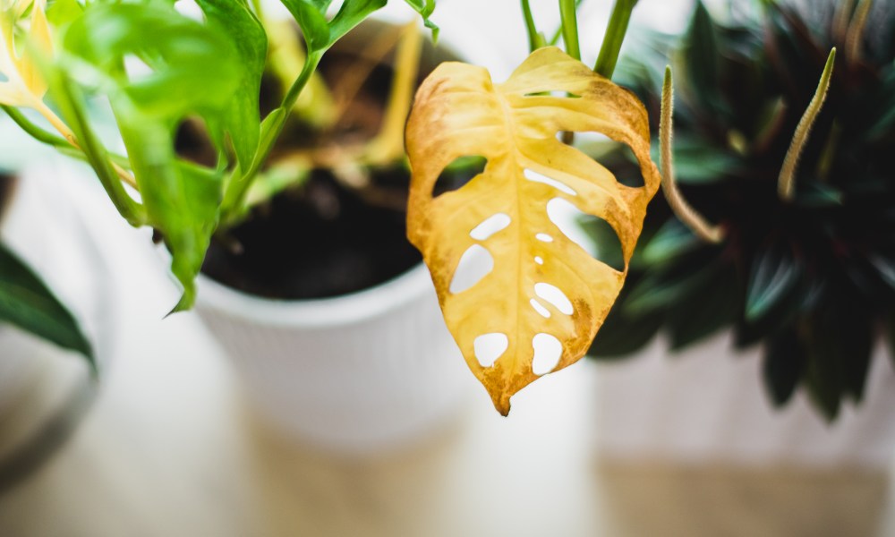 Yellowing swiss cheese plant leaf