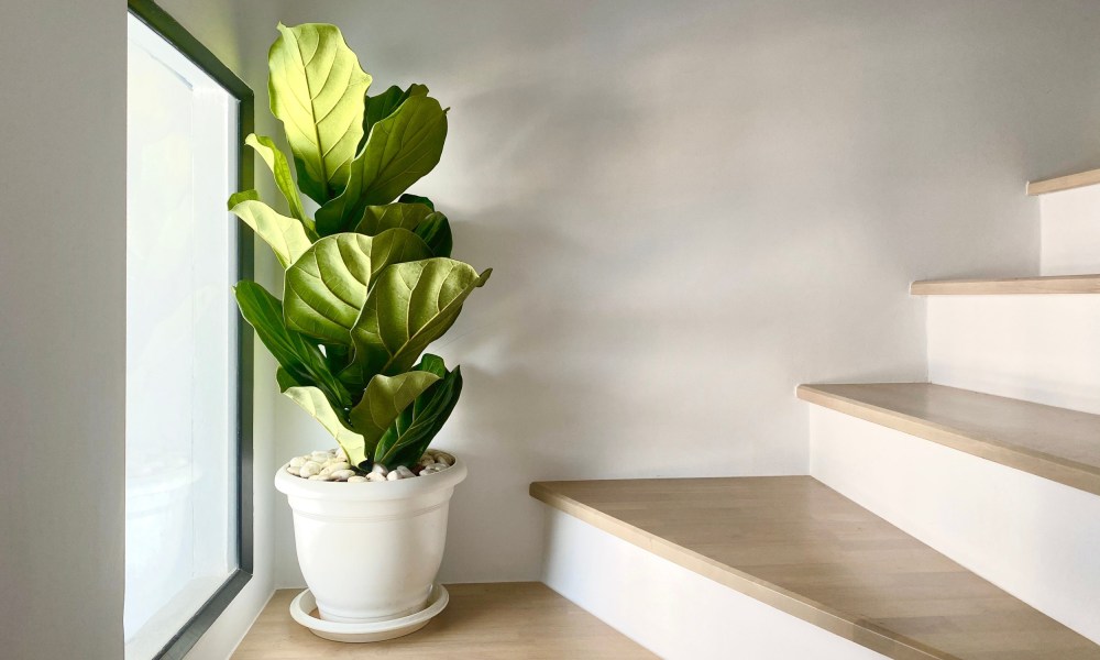 Fiddle-leaf fig beside stairs