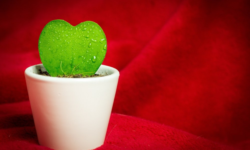 A heart succulent with a red fabric background