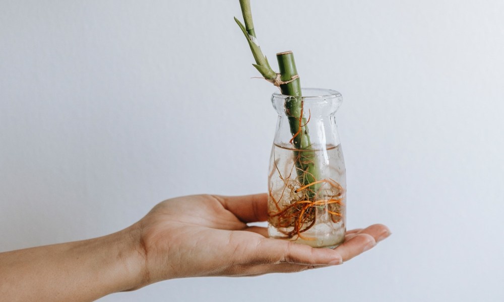 A person holding a small lucky bamboo plant in a jar of water on the palm of their hand