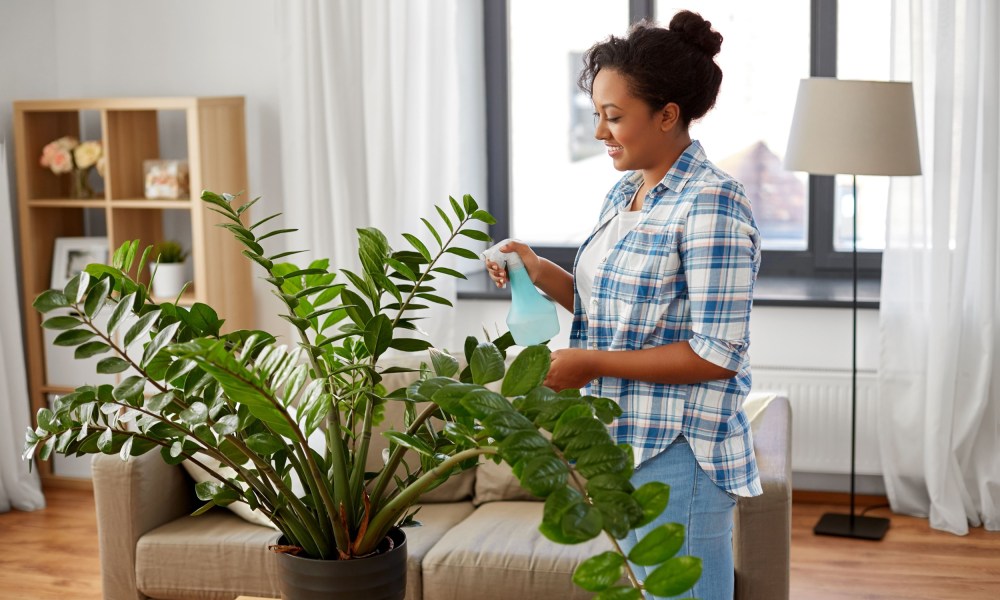 Woman watering ZZ plant