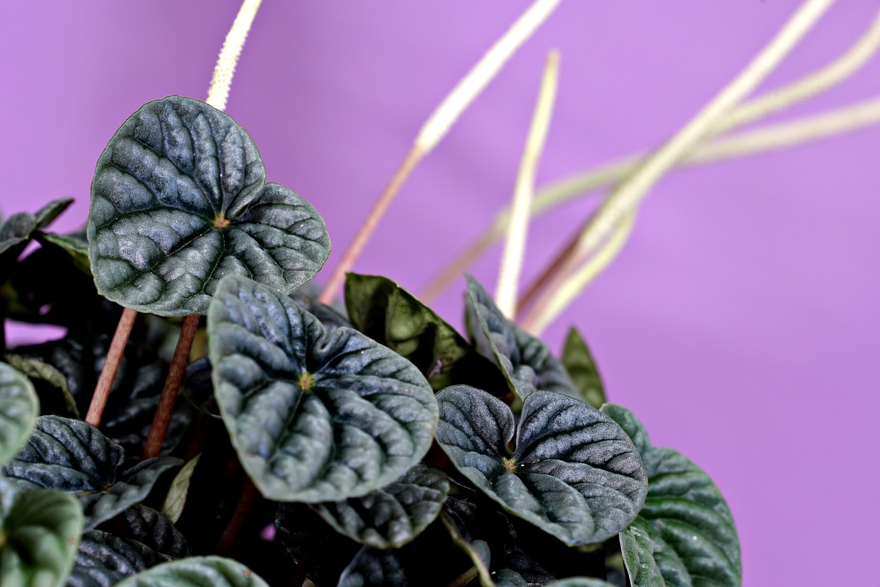 plant of the week peperomia caperata