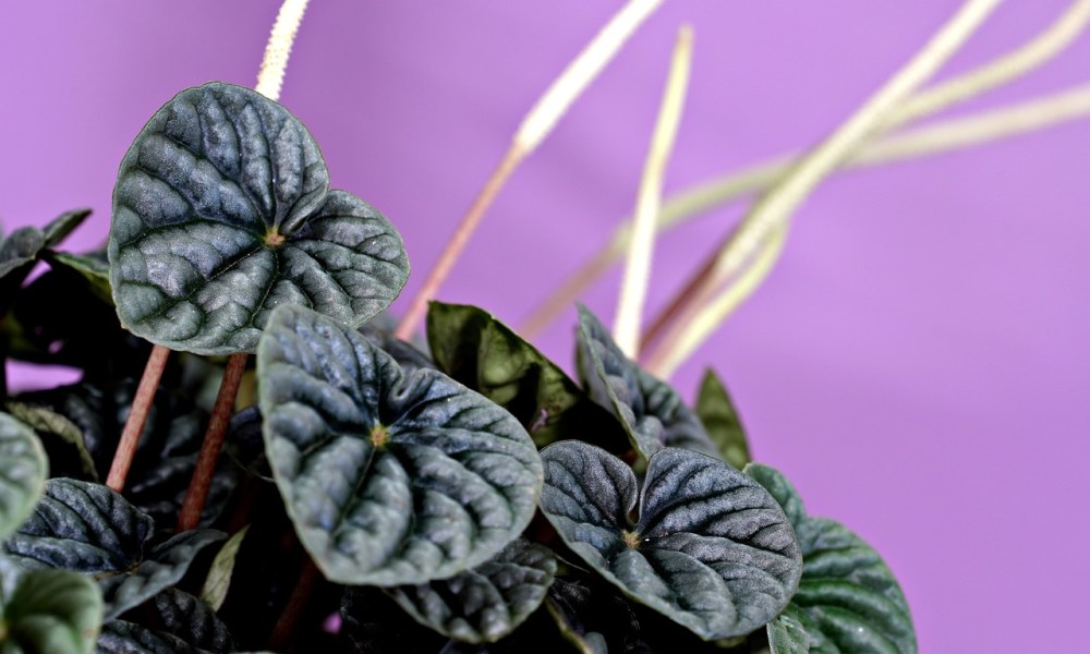 Peperomia caperata