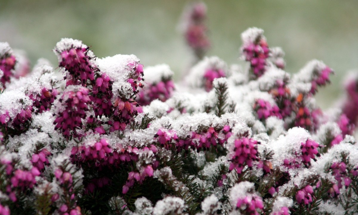 A shrub with pink flowers covered in snow