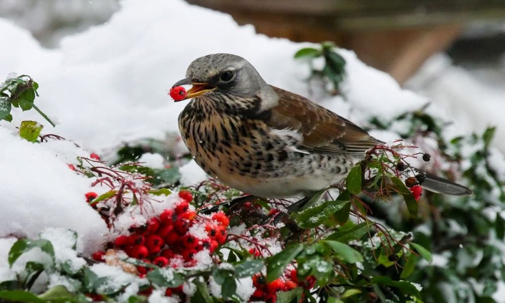 A small songbird eating a red berry in the snow