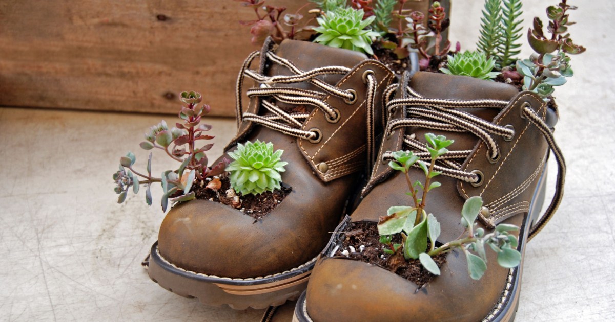 Different Ways To Display A Succulent Arrangement 