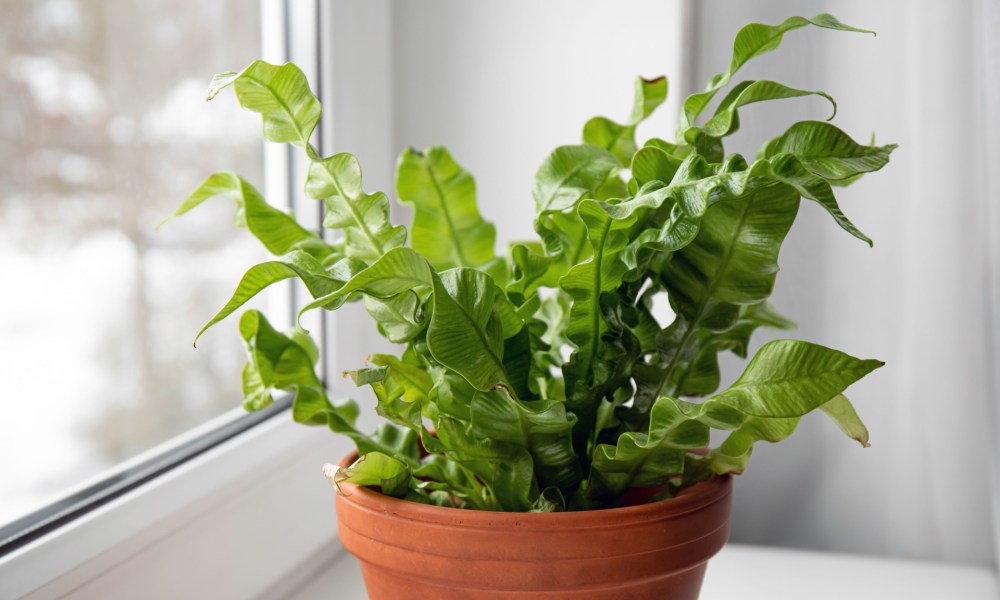 Bird's nest fern by a window