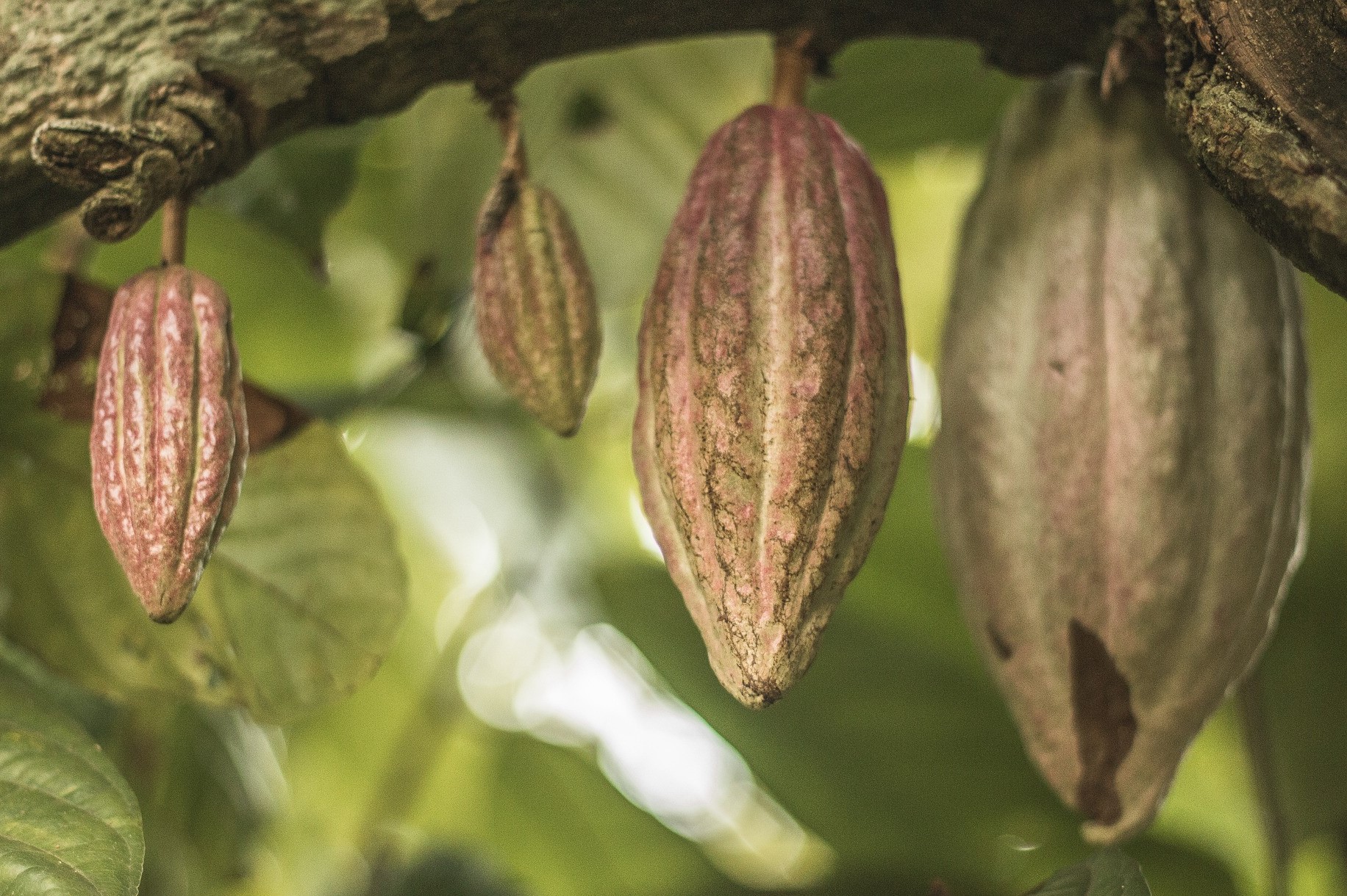 how to grow cocoa plants cacao pods in tree