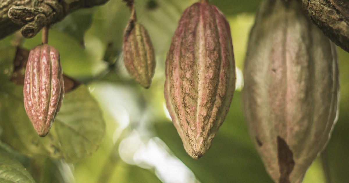 How To Grow a Cocoa Plant for Homemade Chocolate | HappySprout