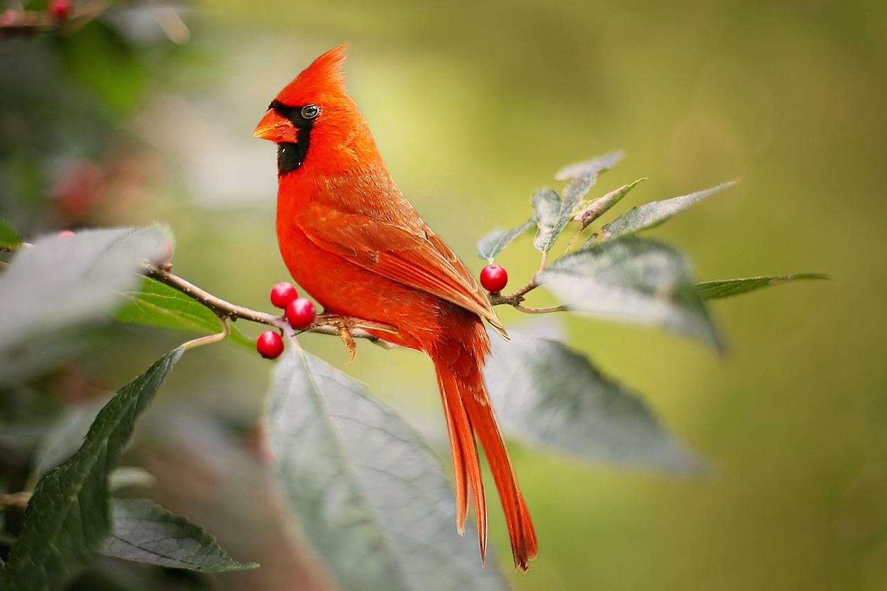 plants to grow for cardinal birds with berries