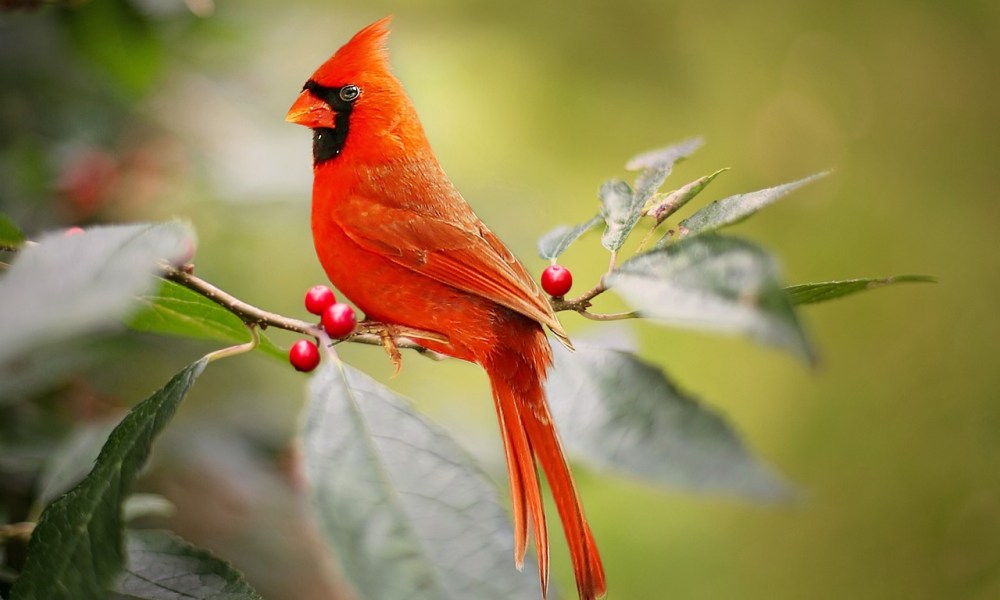 A male cardinal in a bush with red berries