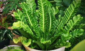 Bird's nest fern in planter