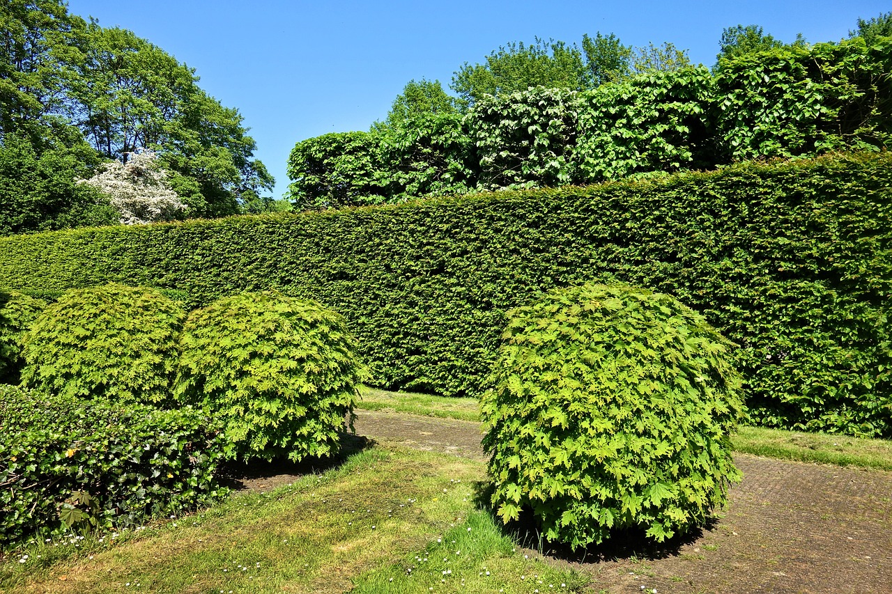 how to grow hedges for privacy garden