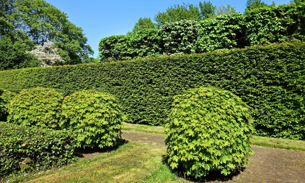 A tall privacy hedge beside a garden path with two smaller round hedges