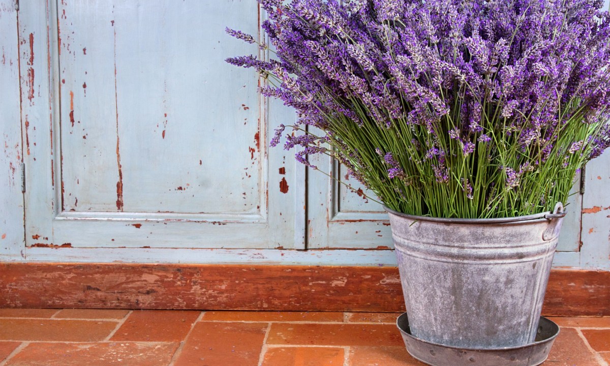 Lavender in a metal tub