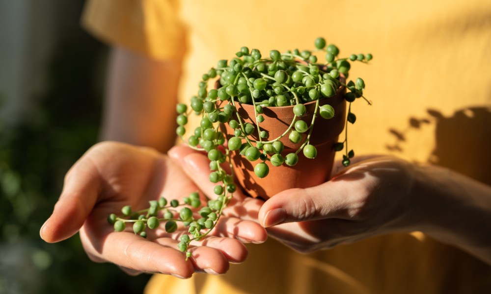 Person holding string of pearls