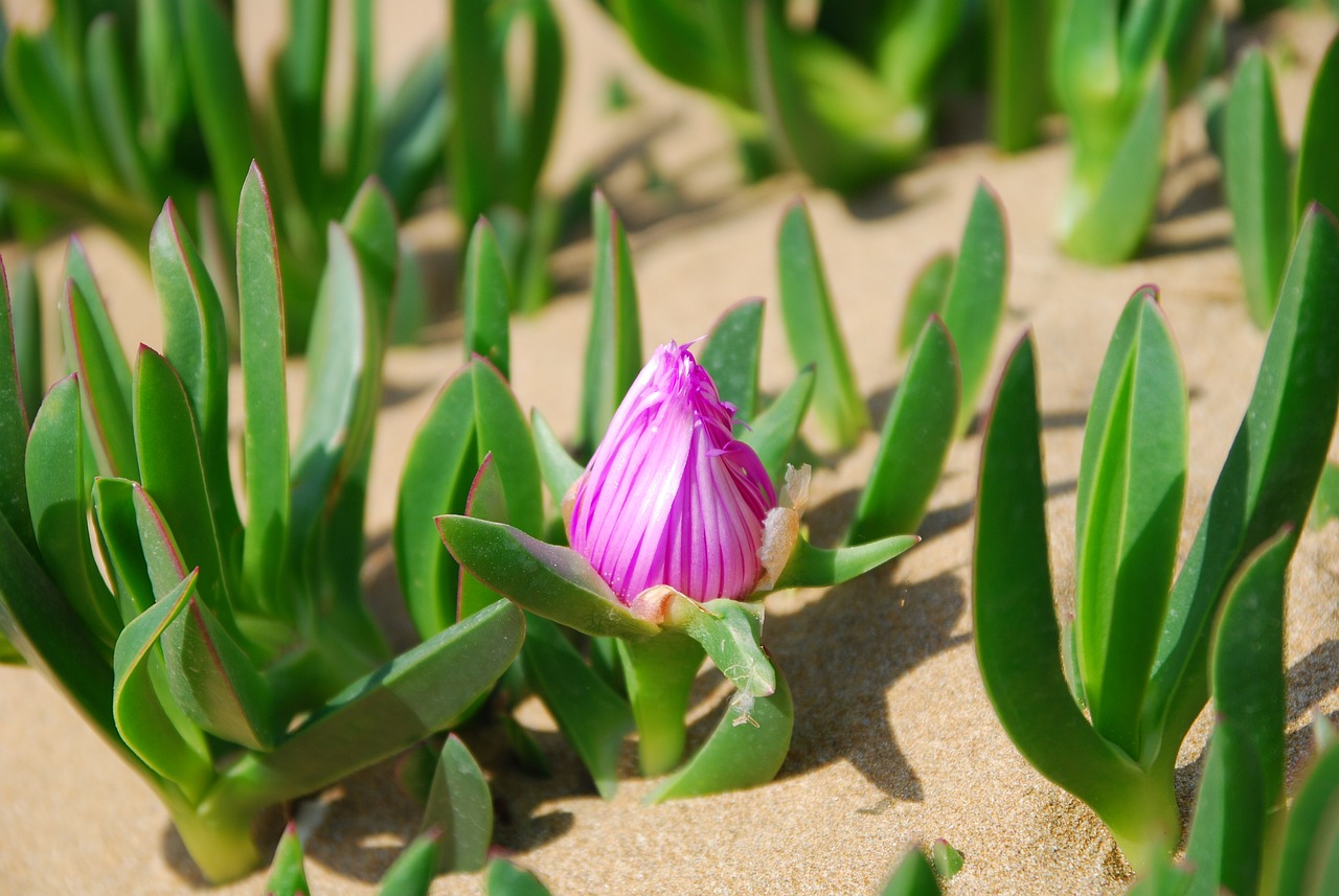 4 Ways To Get Rid Of Gnats Without Harming Your Plants HappySprout   Succulent In Sand 