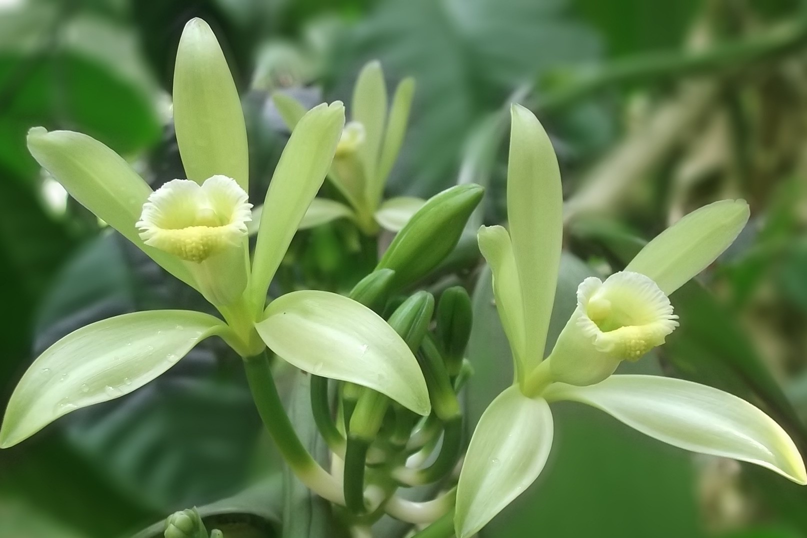 how to grow vanilla plant orchid flowers