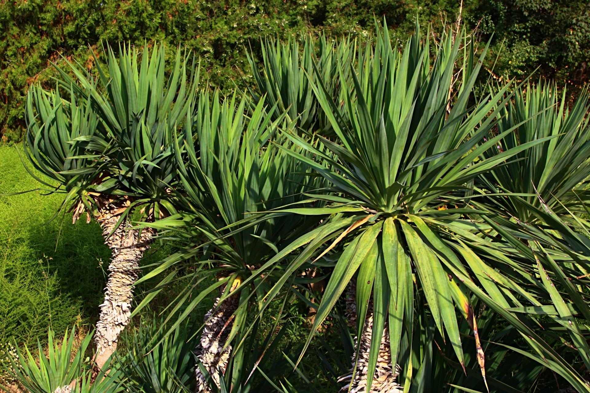 Everything You Need To Know About Growing Yucca Trees Indoors 