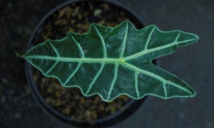 An alocasia leaf