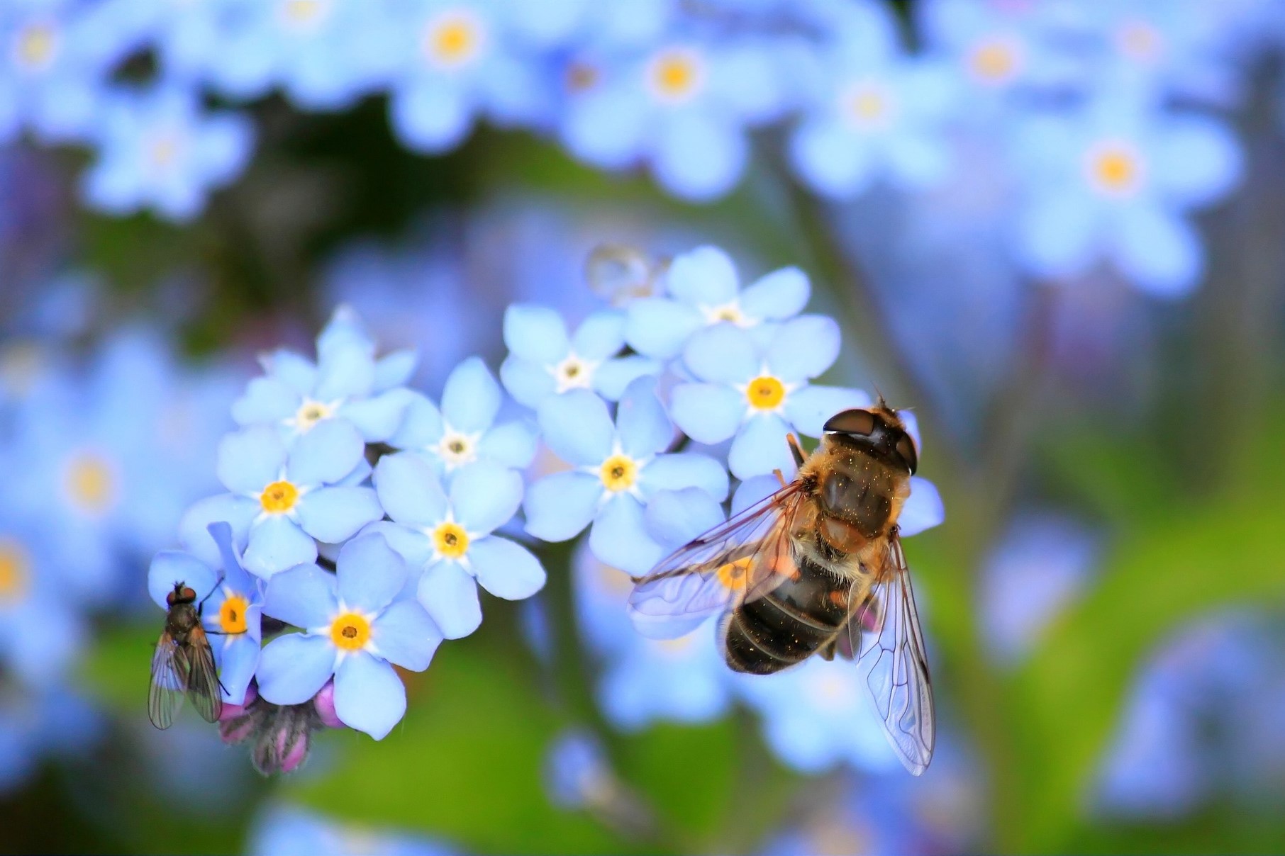 bees dying in human free areas bee on forget me not