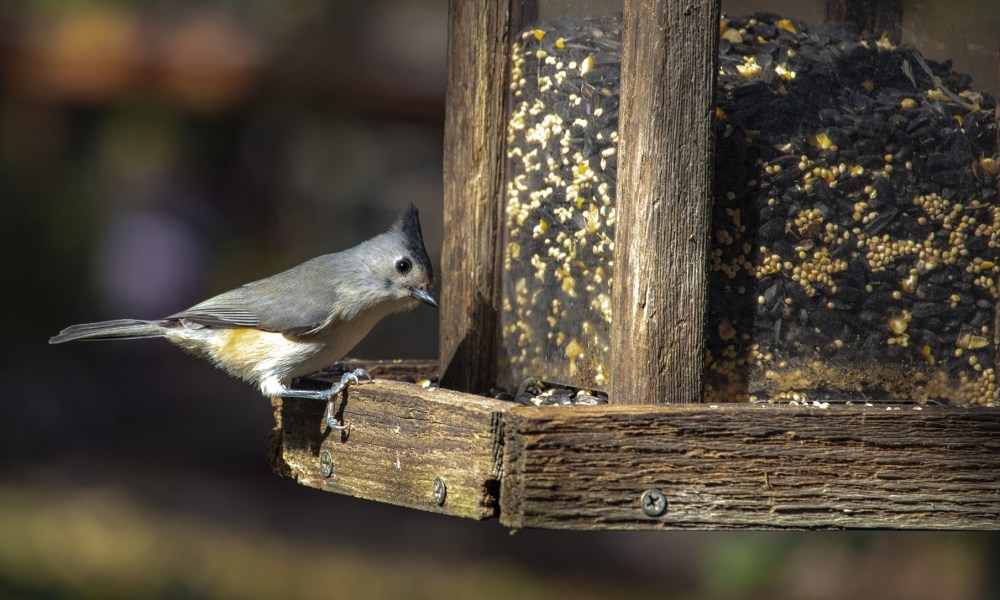 Gray songbird at wooden bird feeder full of seeds