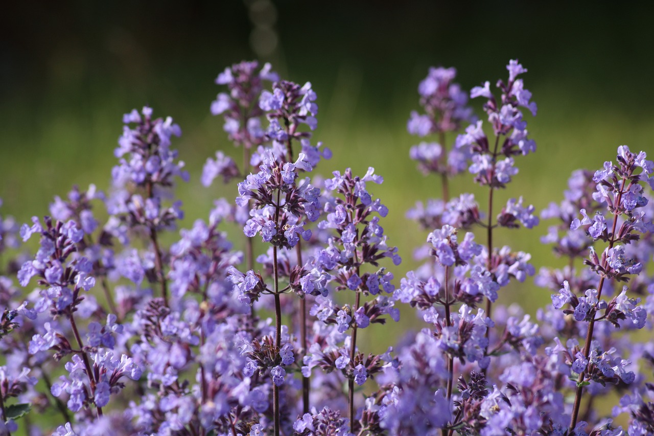 how to grow catmint nepeta flowers