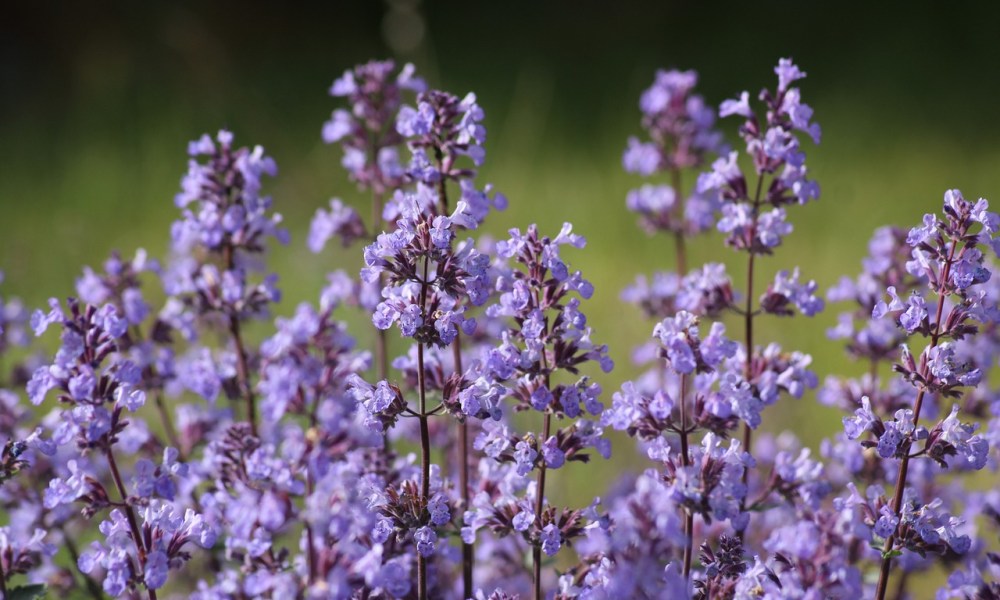 Nepeta catmint flowers