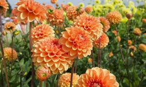 Orange dahlia flowers