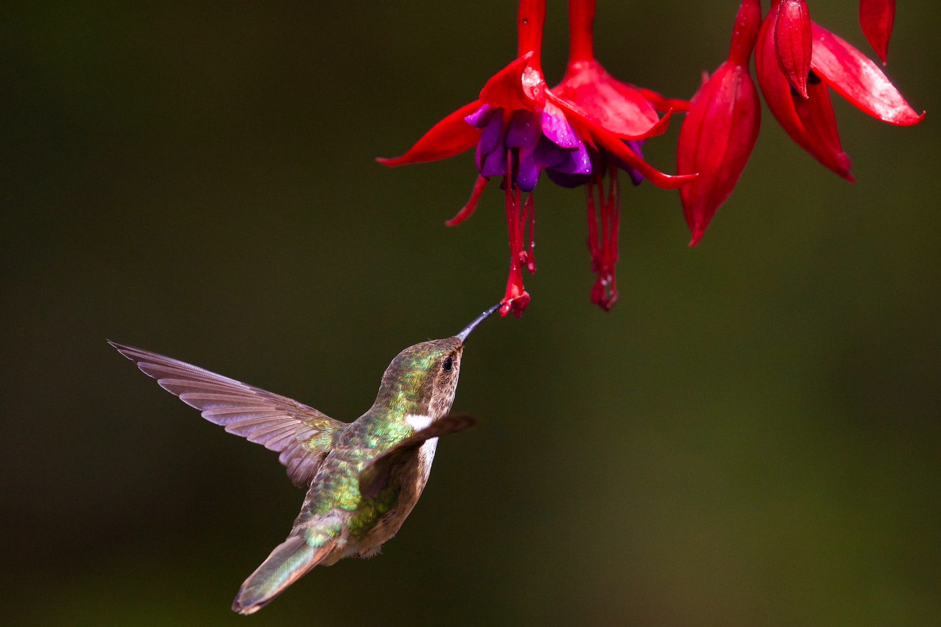 7 Flowers That Attract Hummingbirds to Your Garden | HappySprout