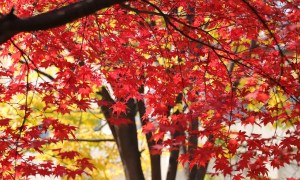 Maple tree with red leaves