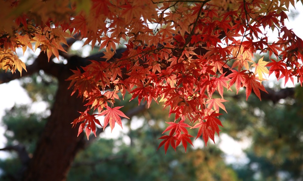 A large maple tree with red leaves