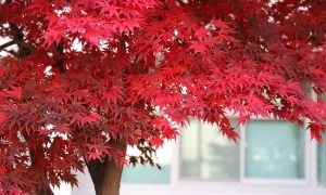 Maple trees with red leaves in front of a building