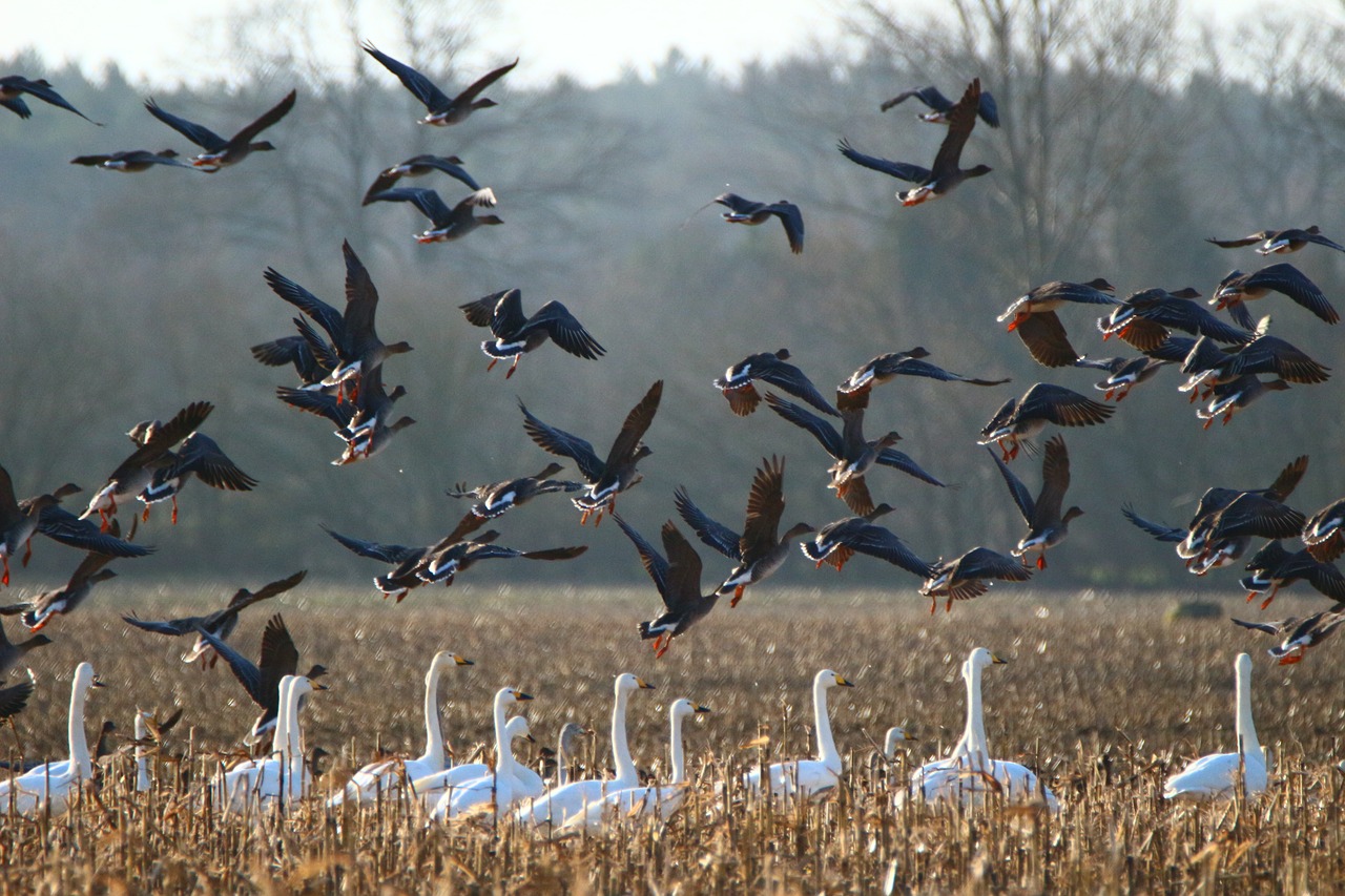 attract migratory birds to your yard migrating bird flocks