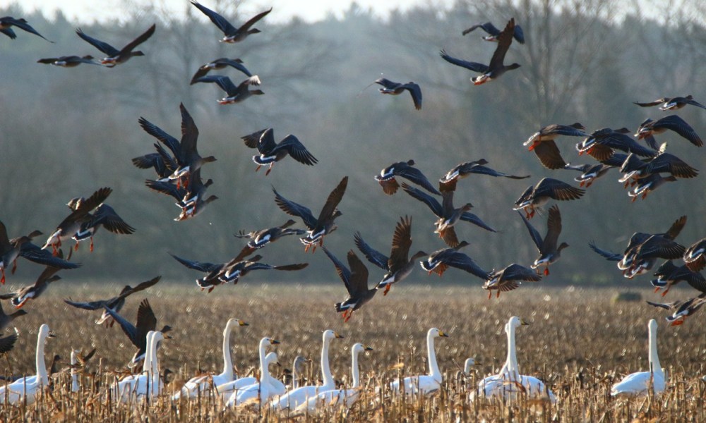 Migrating bird flocks