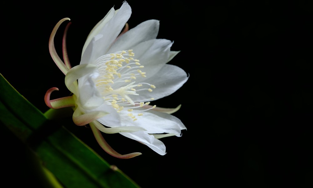 A white flower on a cactus at night