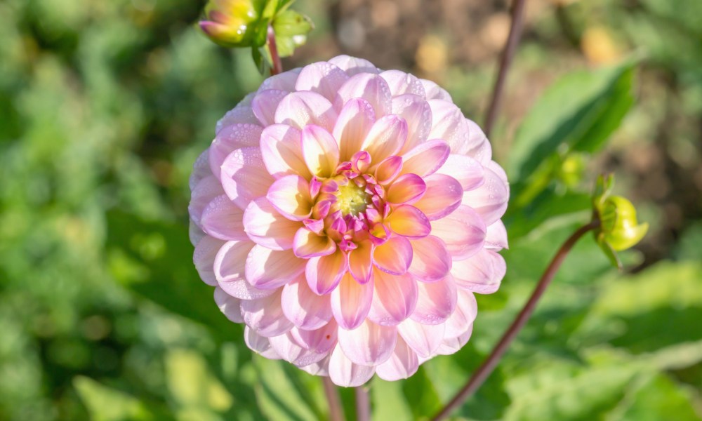 Pink dahlia